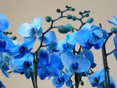 kek_orchidea_3.jpg