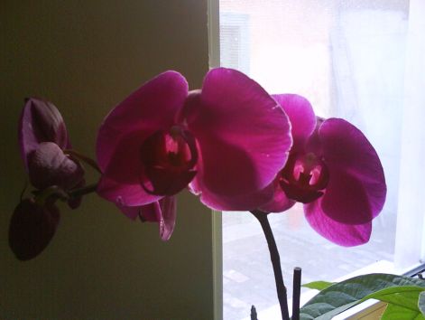 lila_orchidea_651409_77102.jpg