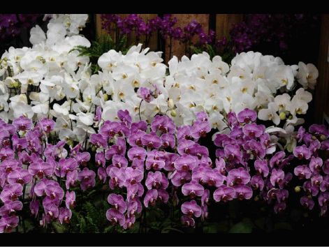 orchidea10.jpg