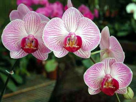 orchidea2.jpg