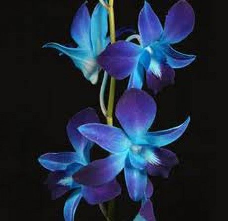 orchidea3.jpg