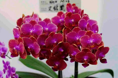 orchidea4.jpg