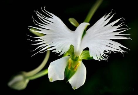 orchidea5.jpg