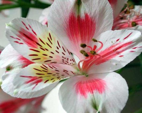 orchidea6.jpg