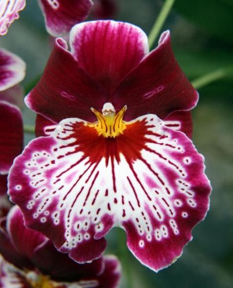 orchidea7.jpg
