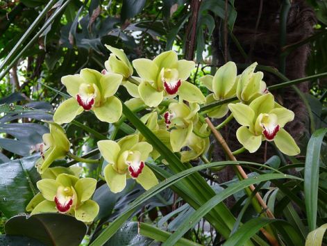 orchidea8.jpg
