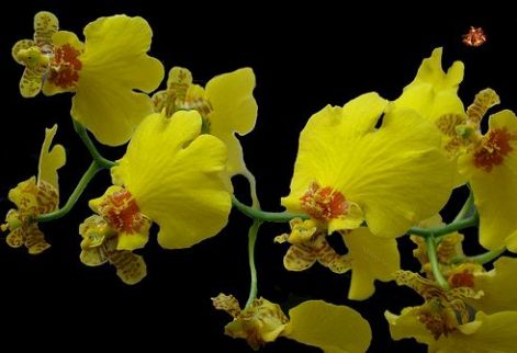 orchidea9.jpg