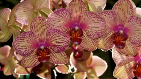 orchideak.jpg